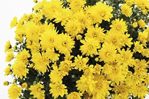 Indoor Plant Life Drucke: Bunch of Chrysanthemums
