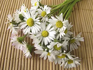 Wildflower Bouquet Drucke: A bunch of daisies