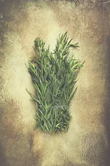 Leafy Vegetable Image Drucke: A bunch of fresh tarragon on the table
