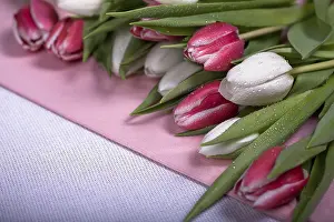 Spring Blooming Plants Drucke: The bunch of fresh tulips on the texture surface