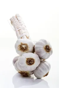 Studio Shot Garlic Drucke: Bunch of garlic bulbs