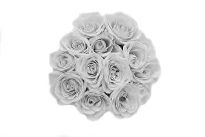 White Flowers Drucke: Bunch of roses
