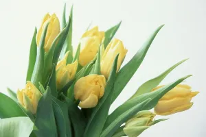 Inflorescence Photography Drucke: Bunch of Tulips