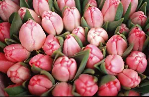 Bulbous Perennial Flowers Drucke: Bunch of Tulips