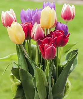 Spring Tulips Drucke: A bunch of tulips in spring