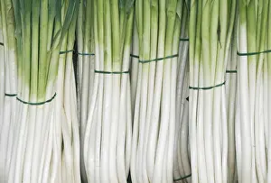 Asparagales Order Plants Drucke: Bunches of Leeks or Spring Onions