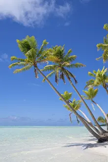 Bilder Datiert 10. Mai 2024: Bündel von Kokospalmen (Cocos nucifera)