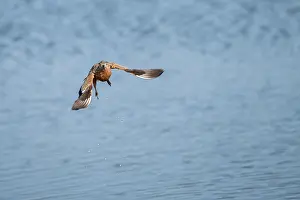 Botswana National Park Animals Drucke: Burchell's sandgrouse (Pterocles burchelli) in flight
