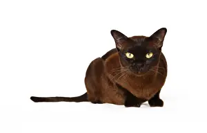 Studio Shot Of A Cat Drucke: Burmese cat