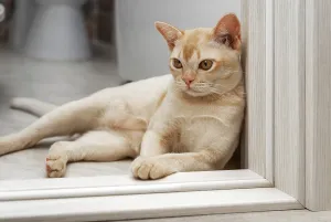 Burmese Cat Drucke: Burmese cat lying on the threshold of the room