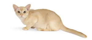 Cute Kitten Photo Drucke: Burmese kitten on a white studio background