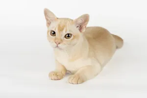 Burmese Cat Breed Drucke: Burmese kitten on a white studio background