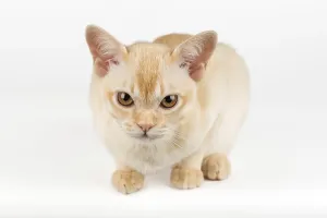 Cute Young Animal Drucke: Burmese kitten on a white studio background