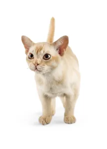 Cute Young Animal Drucke: Burmese kitten on a white studio background