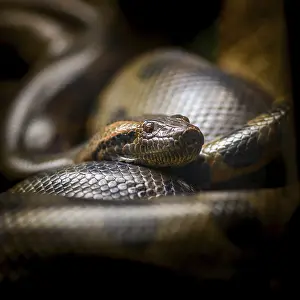 Drucke von Burmese Python, python bivittatus, Python, Schlange, Reptil, gewunden aufgerollt, Schuppe, Nahansicht , Kopf , Tier , Zoo , Gefangenschaft , Gehege Nakhon Ratchasima Korat Thailand Python Drucke: Burmese Python, Python bivittatus