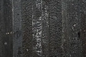 Wood Structure Texture Drucke: Burned boards or planks, vertical texture