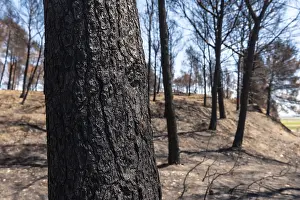 Global Warming Impact Drucke: Detail of a burned tree in the forest burned in a forest fire
