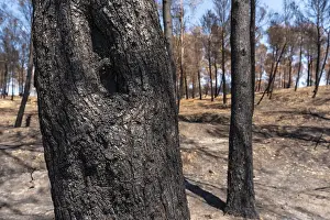 Global Warming Effects Drucke: Burnt tree in the forest burned in a forest fire