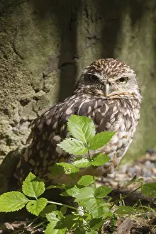 Monument Conservation Drucke: Burrowing owl in front of a wall in the shade
