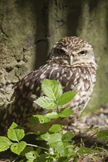 Monument Conservation Drucke: Burrowing owl in front of a wall in the shade