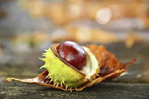 Chestnut Tree Drucke: Burst chestnut (Castanea) with shell