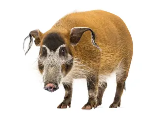 Drucke von Buschschwein steht, schaut in die Kamera, Potamochoerus porcus, isoliert auf weiß Buschschwein Drucke: Schweinbär steht, schaut auf die Kamera.