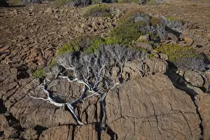Oceania Nature Photography Drucke: Bush pressed into the rock by the wind