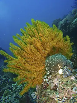 Bilder Datiert 28. Juli 2024: Bushy feather star print spice reef dive site