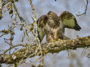 Empty Natural Environments Drucke: Bussard
