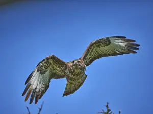 Empty Wilderness Scenes Drucke: Bussard