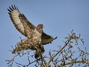 Deserted Habitat Drucke: Bussard