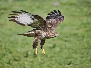 Natural Environment Drucke: Bussard