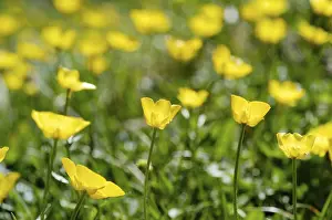 Ranunculus Flower Drucke: Buttercup (Ranunculus)