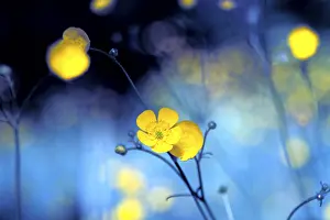 Meadow Flowers Drucke: Buttercups