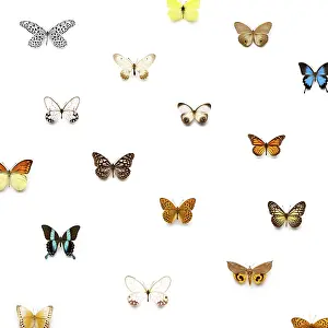 Uninhabited Wildlife Scenes Drucke: Butterflies