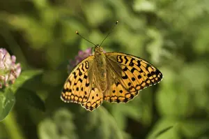 Butterfly In Flower Drucke: Butterflies