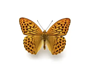 Wildlife Photography Detail Drucke: A butterfly