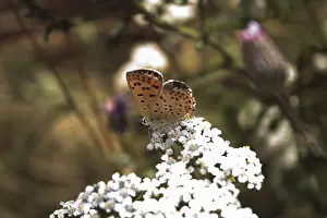 Flying Insects Wildlife Drucke: Butterfly