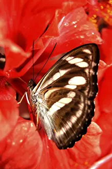 Butterfly Feeding Drucke: Butterfly feeding