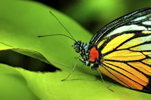 Insect Feeding Behavior Drucke: Butterfly on a leaf