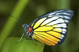 Insect Feeding Habits Drucke: Butterfly on a leaf