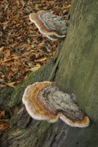 Drucke von Schmetterlingspapageien Versicolor Drucke: Schmetterlingspapageien