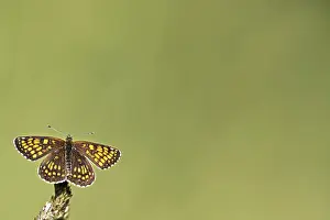 Insect In Natural Environment Drucke: Butterfly in the wild