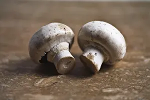Button Mushrooms Drucke: Button mushrooms