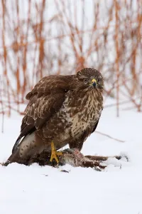 Birds Of Prey In Winter Drucke: Buzzard