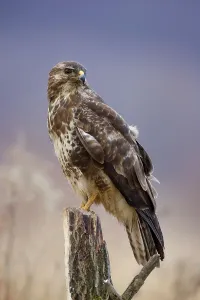Wild Animal Winter Drucke: Buzzard