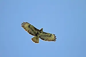 Deserted Landscape Bird Photo Drucke: Buzzard (Buteo buteo), flight pattern