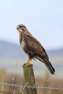 Steppe Buzzard Habitat Drucke: Buzzard (Buteo buteo) perched on a post