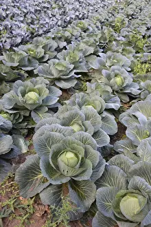 Uninhabited Farm Land Drucke: Cabbage in a field