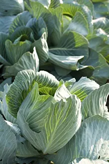 Rural Harvest Scene Drucke: Cabbage Field close up